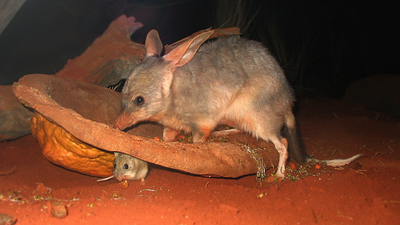 In 1997, scientists released captive-bred bilbies on an Australian island; 10 years later, they had occupied the entire island﻿ | World News