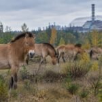 In 1998, 31 Przewalski’s horses were brought to Chernobyl; deaths and poaching followed before their numbers reached 137 by 2018﻿ | World News