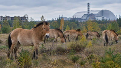 In 1998, 31 Przewalski’s horses were brought to Chernobyl; deaths and poaching followed before their numbers reached 137 by 2018﻿ | World News