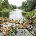 In 2001, scientists released 880 tiny weevils against a weed choking Texas waterways; by 2003, giant salvinia had almost disappeared | World News