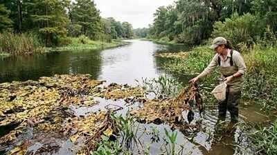 In 2001, scientists released 880 tiny weevils against a weed choking Texas waterways; by 2003, giant salvinia had almost disappeared | World News