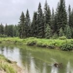 In 2003, a Montana family bought 57 acres along the Stillwater River; after cameras documented bears, wolves and mountain lions, they have permanently protected the property from development