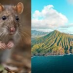 In 2008, scientists removed invasive rats from Alaska’s Hawadax Island; 11 years later, seabirds returned and the kelp ecosystem recovered | World News