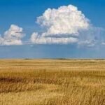 In 2008, volunteers began turning 6.25 acres of Illinois cornfield into prairie; 15 years later, 134 of 192 planted species remained | World News
