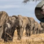 In 2013, Microsoft co-founder Paul Allen put  million into counting Africa’s elephants; the two-year survey found just 352,271 across 18 countries and exposed a devastating decline | World News