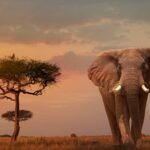 In 2014, Leonardo DiCaprio’s foundation donated  million, helping save African elephants who were being killed for their ivory tusks at a rate of 100 per day