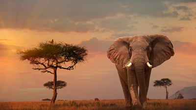 In 2014, Leonardo DiCaprio’s foundation donated $1 million, helping save African elephants who were being killed for their ivory tusks at a rate of 100 per day