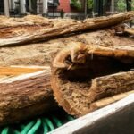 In 2017, excavation work uncovered 1812 wooden water mains beneath Philadelphia’s Spruce Street, revealing the city’s early water network | World News