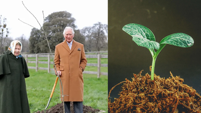 In 2021, Queen Elizabeth began a tree-planting initiative. By 2023, it became a nationwide memorial with three million trees | World News