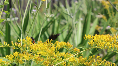 In April, a Florida wildfire burned a forest almost three times the size of Central Park; within months wildflowers covered the ash and pollinators returned in droves