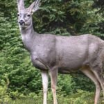 In the late 1920s, mule deer were brought to Catalina Island; now a judge has ordered for 2,000 of them to be culled