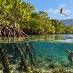 Indonesia replanted mangroves on Flores in 2013; 10 years later, restored forests supported 10 fauna species and stored up to 70 Mg CO2 per hectare | World News
