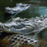 Israel is planning to surround prisons with crocodile-filled moats inspired by Trump’s Alligator Alcatraz; now people are debating wildlife protection and land use