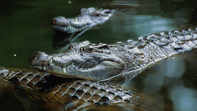 Israel is planning to surround prisons with crocodile-filled moats inspired by Trump’s Alligator Alcatraz; now people are debating wildlife protection and land use