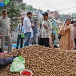 Kashmir cracks walnut success code, turns to medium-sized, grafted trees | India News