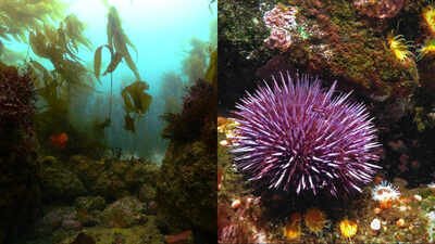 In 2013, California began removing millions of purple urchins from barren reefs; seven years later, more than 55 acres of kelp forest had returned