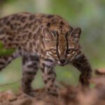 New Wild Cat Species: Meet Tilcayo: The tiny wild cat discovered in Bolivia’s cloud forests after more than a century
