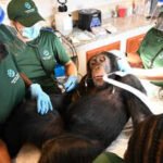 ‘Second chance’: Chimps used in hepatitis B experiments get comprehensive health checks in Liberia