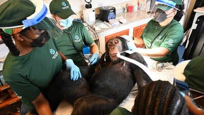 ‘Second chance’: Chimps used in hepatitis B experiments get comprehensive health checks in Liberia