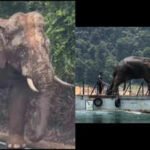 Lone Malaysian elephant, who went viral for walking 100 km with an injured leg amid traffic to return to his herd, finds new home