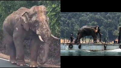 Lone Malaysian elephant, who went viral for walking 100 km with an injured leg amid traffic to return to his herd, finds new home