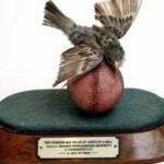 In 1936, an Indian fast bowler’s delivery killed a bird at Lord’s. The bird was stuffed and mounted on the same ball and now sits in the MCC Museum | Cricket News