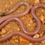 Meet Adrian Borsboom: The Australian ecologist who lifted a rock and found a snake that looked like a worm; 34 years later, no one has found another | World News