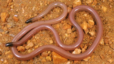 Meet Adrian Borsboom: The Australian ecologist who lifted a rock and found a snake that looked like a worm; 34 years later, no one has found another | World News