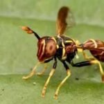 Meet Franklin Howley-Dumit Serulle, the amateur naturalist whose online insect photo helped reveal a new hoverfly species |
