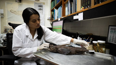 Meet Naidely Valeria Vidaurre-Quesada, the scientist who helped uncover a ghost shark species hiding in Costa Rica’s dark waters﻿ |
