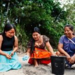 Meet the ‘Turtle Women’ of Amazon: 7 Indigenous women are bringing vulnerable river turtles back from the brink after releasing 208 baby turtles into the wild |