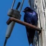 California removed more than 900,000 pounds of human debris while restoring 40 acres; crews deliberately left old telephone poles because purple martins can use them as nesting sites