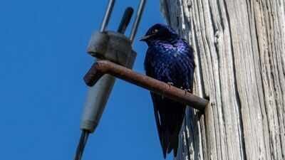 California removed more than 900,000 pounds of human debris while restoring 40 acres; crews deliberately left old telephone poles because purple martins can use them as nesting sites