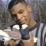 Mike Tyson started keeping pigeons as a bullied Brooklyn boy, finding love and comfort in them; decades later, he still has hundreds of birds across the US | World News