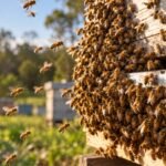 More than 800,000 bees stolen from hives across northern Australia; thieves left the honey behind and took bee colonies worth tens of thousands | World News