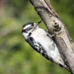 Why don’t birds fall out of trees while sleeping? The unusual science behind the phenomenon
