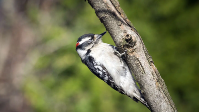 Why don’t birds fall out of trees while sleeping? The unusual science behind the phenomenon