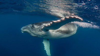 ‘Heartbreaking and extremely rare’: Mother humpback whale carries stillborn calf through the ocean; scientists explain the unusual behaviour