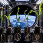 Nasa scientists grew corn seeds in space and found that microgravity changed how the seedlings’ roots and shoots grew |