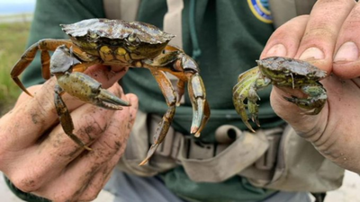 New England has battled invasive green crabs for more than 200 years; now people are eating the destructive species in a bid to protect shellfish, wetlands and coastal ecosystems