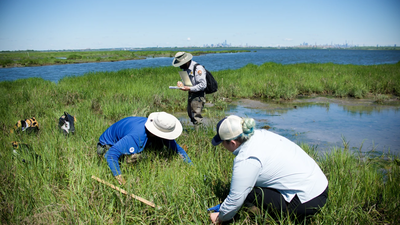 New York City volunteers planted 20,000 marsh seedlings on a dying salt marsh in 2003, but 80% of the site was healthy just two years later | World News