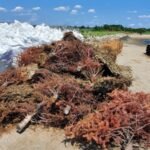 In 2024, New York turned 250 discarded Christmas trees into nearly 600 feet of breakwaters; by fall, the trees were trapping sediment around a restored salt marsh