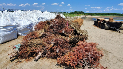 In 2024, New York turned 250 discarded Christmas trees into nearly 600 feet of breakwaters; by fall, the trees were trapping sediment around a restored salt marsh
