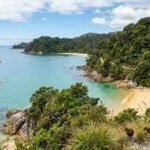New Zealand spent 14 years removing pests and weeds from Abel Tasman; the national park now has flourishing native wildlife and restored forest | World News
