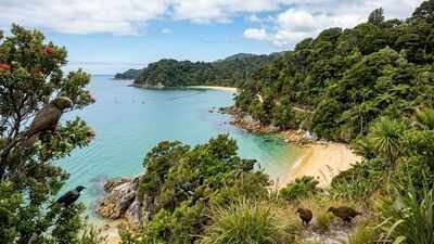New Zealand spent 14 years removing pests and weeds from Abel Tasman; the national park now has flourishing native wildlife and restored forest | World News
