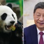 Panda diplomacy: Xi announces 2 giant pandas for Atlanta zoo in US