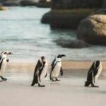 In 2004, Phillip Island launched a campaign to eliminate foxes after nine of its 10 little-penguin colonies had vanished; alongside habitat restoration, the surviving colony grew from 12,000 to 40,000 birds