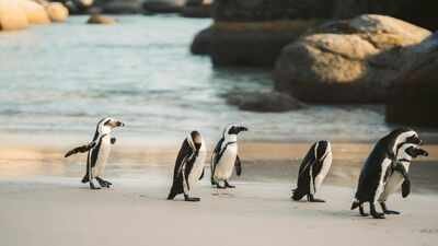 In 2004, Phillip Island launched a campaign to eliminate foxes after nine of its 10 little-penguin colonies had vanished; alongside habitat restoration, the surviving colony grew from 12,000 to 40,000 birds
