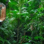 He began studying the Amazon in the 1970s; 50 years later, Philip Fearnside’s research has calculated the costs of losing the Amazon on account of deforestation, dams and highways