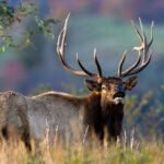 West Virginia’s restored elk herd is finally roaming farther; here’s how a conservation comeback is changing the landscape
